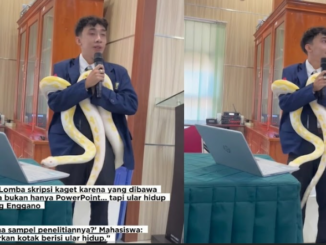 Aksi Mahasiswa Bawa Ular Hidup Saat Sidang Skripsi Viral