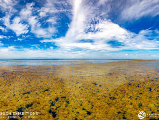 Sargassum adalah jenis rumput laut cokelat berukuran besar (sejenis alga) yang mengapung membentuk gumpalan menyerupai pulau