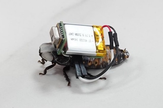 Roach Detect, inovasi biohybrid robotics yang memanfaatkan kecoak untuk pencarian korban bencana boatan mahasiswa Undip Roach Detect, inovasi biohybrid robotics yang memanfaatkan kecoak untuk pencarian korban bencana boatan mahasiswa Undip